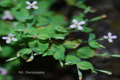 Canscora sanjappae